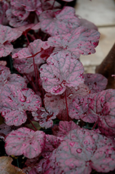 Grape Expectations Coral Bells (Heuchera 'Grape Expectations') at Stonegate Gardens