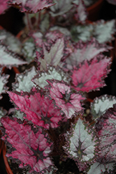 Jurassic Pink Shades Begonia (Begonia 'Jurassic Pink Shades') at Stonegate Gardens