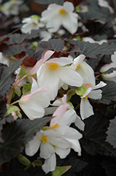 Unstoppable Upright White Begonia (Begonia 'Unstoppable Upright White') at Stonegate Gardens