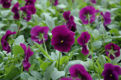 Cool Wave Purple Pansy (Viola x wittrockiana 'PAS1077343') at Stonegate Gardens