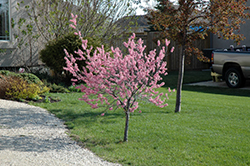 Muckle Plum (Prunus x nigrella 'Muckle') at Lakeshore Garden Centres