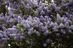Victoria California Lilac (Ceanothus thyrsiflorus 'Victoria') at Stonegate Gardens