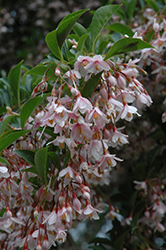 Pink Chimes Japanese Snowbell (Styrax japonicus 'Pink Chimes') at A Very Successful Garden Center
