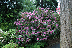 Marchioness Of Lansdowne Rhododendron (Rhododendron 'Marchioness Of Lansdowne') at Stonegate Gardens
