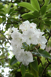 White Swan Rhododendron (Rhododendron 'White Swan') at Stonegate Gardens