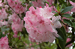 Betty Wormald Rhododendron (Rhododendron 'Betty Wormald') at Lakeshore Garden Centres