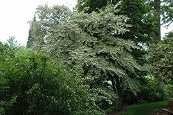 Issai Japanese Snowbell (Styrax japonicus 'Issai') at Stonegate Gardens