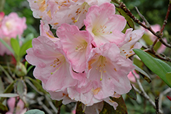 Daisy Mae Rhododendron (Rhododendron 'Daisy Mae') at Stonegate Gardens