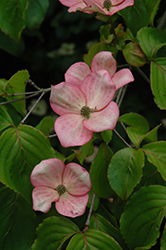 Stellar Pink Flowering Dogwood (Cornus 'Stellar Pink') at Stonegate Gardens