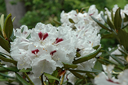 Tiana Rhododendron (Rhododendron 'Tiana') at Stonegate Gardens