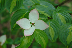 Gold Cup Chinese Dogwood (Cornus kousa 'Gold Cup') at Stonegate Gardens
