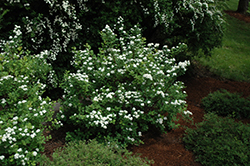 Tor Spirea (Spiraea betulifolia 'Tor') at Stonegate Gardens