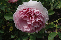 Lilac Rose (Rosa 'Auslilac') at Stonegate Gardens