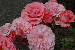 Pleasure Rose (Rosa 'JACpif') at Stonegate Gardens