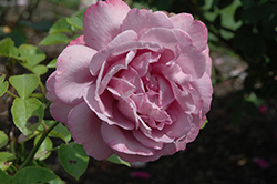 Heirloom Rose (Rosa 'Heirloom') at Stonegate Gardens