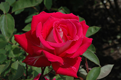 Love Rose (Rosa 'Love') at Stonegate Gardens