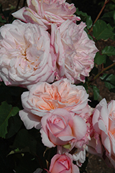 Fond Memories Rose (Rosa 'Fond Memories') at Lakeshore Garden Centres