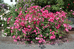 Vanity Rose (Rosa 'Vanity') at Stonegate Gardens
