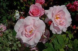 Nymphenburg Rose (Rosa 'Nymphenburg') at Stonegate Gardens