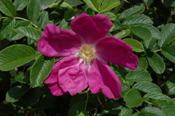 Wild Berry Breeze Rose (Rosa 'JACrulav') at Stonegate Gardens