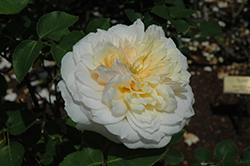 English Garden Rose (Rosa 'Ausbuff') at Stonegate Gardens
