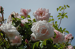 New Dawn Rose (Rosa 'New Dawn') at Lakeshore Garden Centres