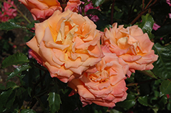 New Year Rose (Rosa 'MACnewye') at Stonegate Gardens