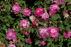 Pompon De Bourgogne Rose (Rosa 'Pompon De Bourgogne') at Stonegate Gardens