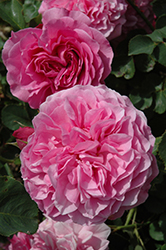 Ipsilante Rose (Rosa 'Ipsilante') at Stonegate Gardens
