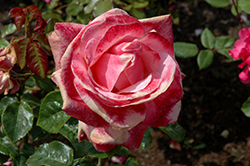Silver Jubilee Rose (Rosa 'Silver Jubilee') at Stonegate Gardens