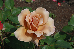 Julia's Rose (Rosa 'Julia's Rose') at Stonegate Gardens