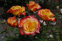Redgold Rose (Rosa 'DICor') at Stonegate Gardens