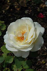 Ivory Fashion Rose (Rosa 'Ivory Fashion') at A Very Successful Garden Center