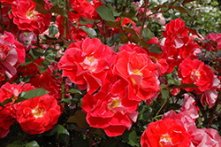 Matangi Rose (Rosa 'MACman') at Stonegate Gardens