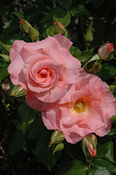 Liverpool Echo Rose (Rosa 'Liverpool Echo') at Stonegate Gardens