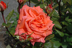 Shreveport Rose (Rosa 'Shreveport') at Stonegate Gardens