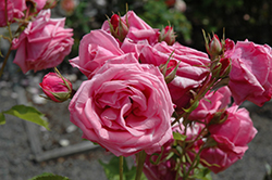 Gene Boerner Rose (Rosa 'Gene Boerner') at Stonegate Gardens