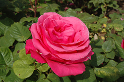 Electron Rose (Rosa 'Electron') at Stonegate Gardens