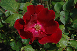 Dusky Maiden Rose (Rosa 'Dusky Maiden') at Stonegate Gardens