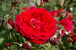 Dragon's Eye Rose (Rosa 'CLEdrag') at Stonegate Gardens