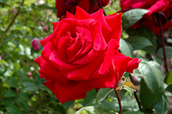 Celebrate America Rose (Rosa 'TANcressor') at Stonegate Gardens