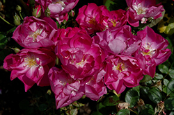 International Herald Tribune Rose (Rosa 'HARquantum') at Stonegate Gardens