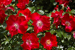 Dortmund Rose (Rosa 'Dortmund') at Stonegate Gardens