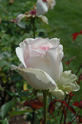 Sheer Bliss Rose (Rosa 'Sheer Bliss') at Stonegate Gardens