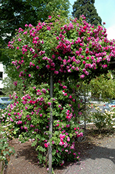 Provence Rose (Rosa 'Provence') at Lakeshore Garden Centres