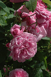 Ispahan Rose (Rosa 'Ispahan') at Stonegate Gardens