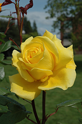Shining Hour Rose (Rosa 'JACyef') at Lakeshore Garden Centres