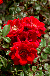 Royalty Rose (Rosa 'Royalty') at Stonegate Gardens
