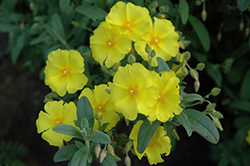 Yellow Rockrose (Halimium pauanum) at Stonegate Gardens