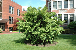 Witches Broom Ginkgo (Ginkgo biloba 'Witches Broom') at Stonegate Gardens